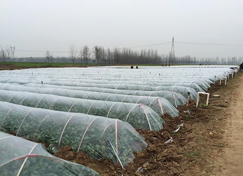 秋冬霜冻期间，大棚蔬菜种植要如何管理？